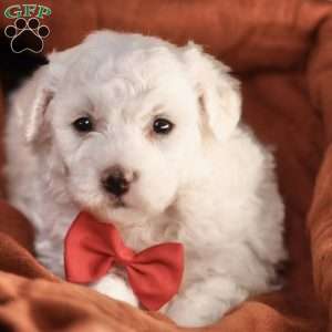 Bobby, Bichon Frise Puppy